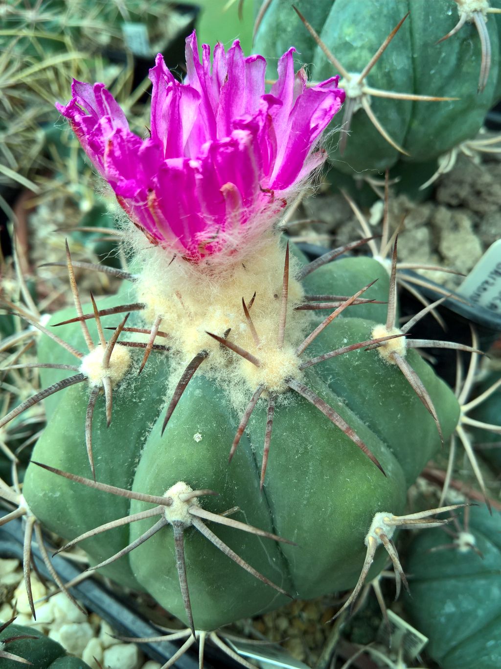 Echinocactus horizonthalonius Cuatrocienegas